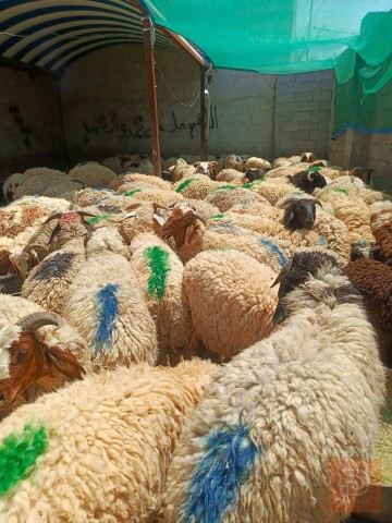 طليان وسمان (مفرد وجملة للبيع في كربلاء المقدسة