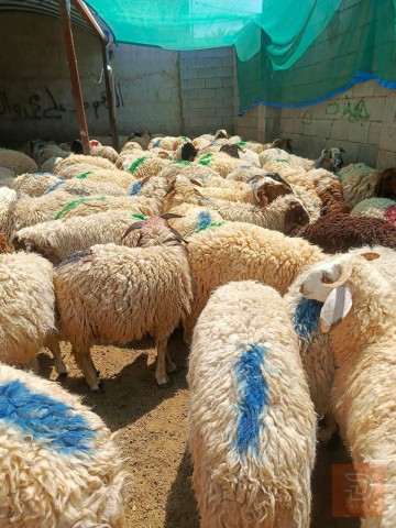 طليان وسمان (مفرد وجملة للبيع في كربلاء المقدسة