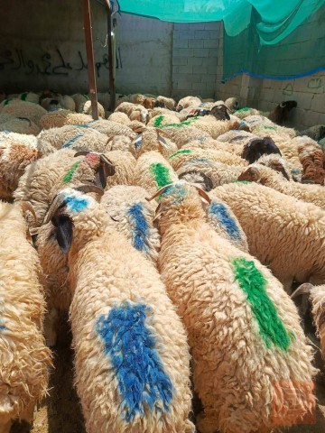 طليان وسمان (مفرد وجملة للبيع في كربلاء المقدسة