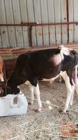 عجول رباط سمان للبيع في البصرة