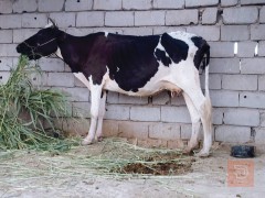 قطة ثلاثية البطن للبيع في بابل
