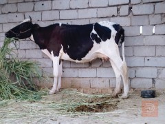 قطة ثلاثية البطن للبيع في بابل