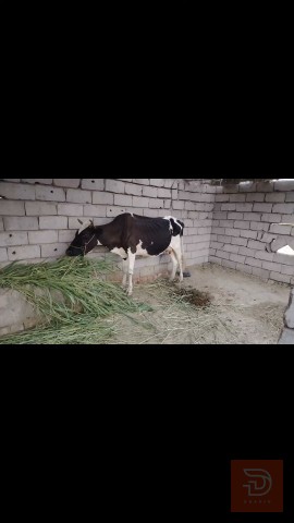قطة ثلاثية البطن للبيع في بابل
