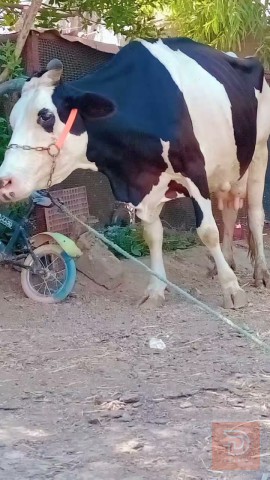 مطافيل فاخرة أم 3 بطن للبيع في بابل