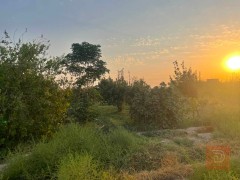 ارض زراعيه سند 25 مساحه نص دونم للبيع في الأنبار