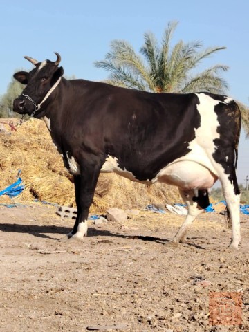دابة حلابة ودسمة للبيع في بابل