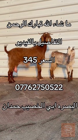 سلعة للبيع