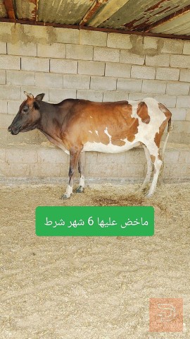 بقرة للبيع في ميسان