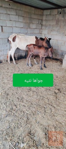 بقرة للبيع في ميسان