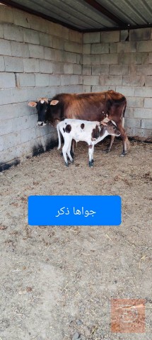بقرة للبيع في ميسان