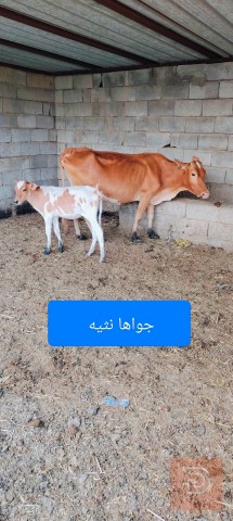 بقرة للبيع في ميسان