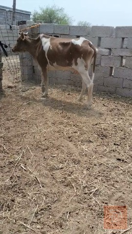 بجر مصفيه حلوه وخشنه للبيع في ديالى