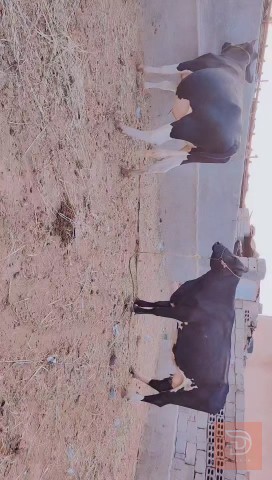 مطلوب دابات ثكال (أغنام/ماعز) بجر و بطنين في بابل