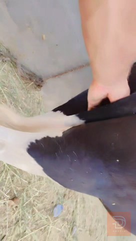 مطلوب دابات ثكال (أغنام/ماعز) بجر و بطنين في بابل