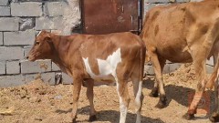 مطلوب هايشه هولندية ثانية بطن حامل في البصرة