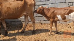 مطلوب هايشه هولندية ثانية بطن حامل في البصرة