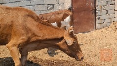 مطلوب هايشه هولندية ثانية بطن حامل في البصرة