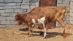 مطلوب هايشه هولندية ثانية بطن حامل في البصرة