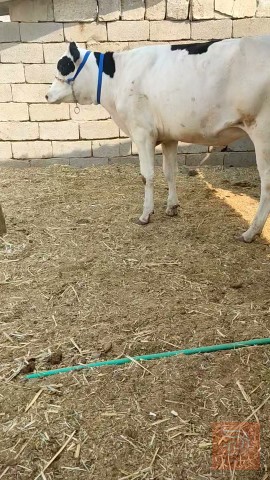 بجر مآل جني البصرة القرنه للبيع