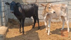 عجول مال رباط للبيع في البصرة