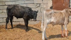 عجول مال رباط للبيع في البصرة