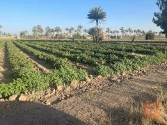5 دوانم اراضي زراعية في تاجي للبيع في بغداد