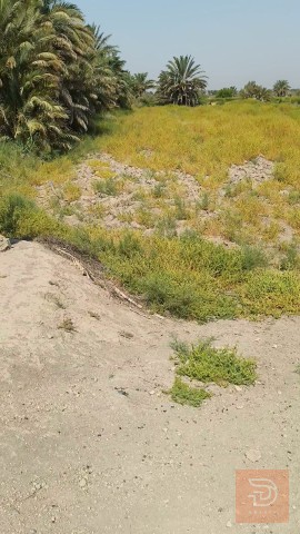 ارض زراعيه 15.5 دونم للبيع في المثنى