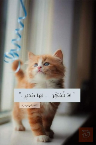 دبة غاز للبيع في واسط