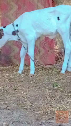 دابه هولشتاين 3 بطن للبيع في بابل