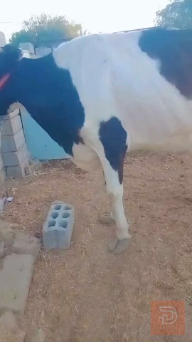 دابه هولشتاين 3 بطن للبيع في بابل
