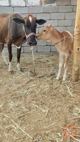 بجر ثاني بطن للبيع في البصرة