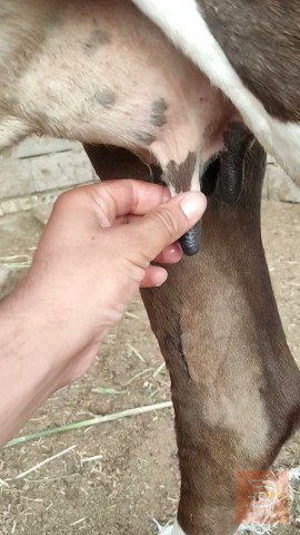 بجر ثاني بطن للبيع في البصرة