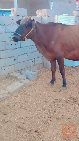 أبقار للبيع في بابل