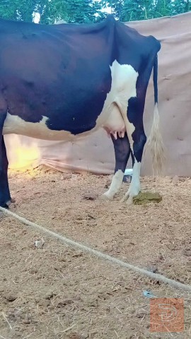 أبقار للبيع في بابل