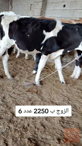 اباجير عدد 6 جنس هولشتاين للبيع في بغداد