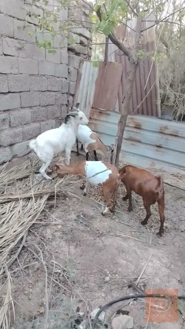 قطريات للبيع في البصرة