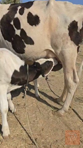 مطلوب بقرة هولشتاين مع عجلها في بغداد