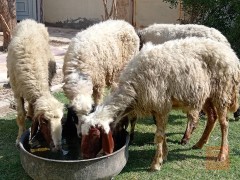 غنم خشنة للبيع في الديوانية