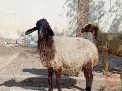 غنم خشنة للبيع في الديوانية