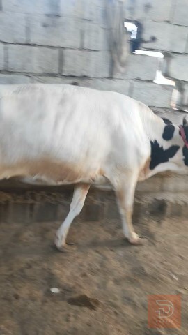 بجرة سمينة وخشنة للبيع في البصرة