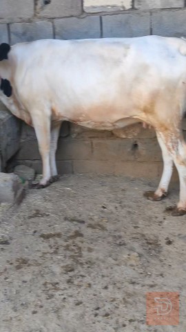 بجرة سمينة وخشنة للبيع في البصرة