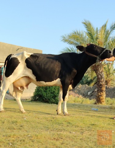 بقرة فريزيه وبقرة هولشتاين للبيع في بابل