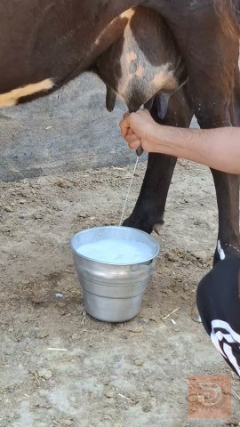 هايشه افريزيه اصلية مع بجرة تلقيح للبيع في البصرة