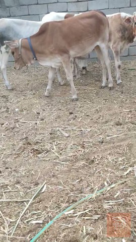 عجول وبقر مآل رباط للبيع في البصرة