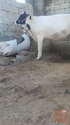 بجر فرنسيه تخبل للبيع في البصرة