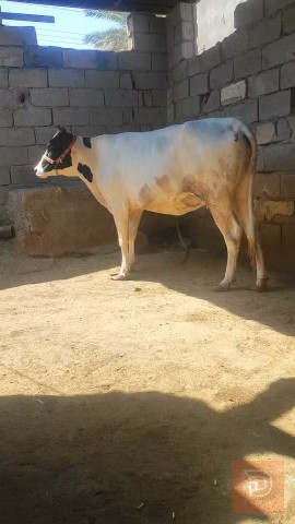 بجر فرنسيه تخبل للبيع في البصرة