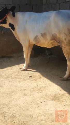 بجر فرنسيه تخبل للبيع في البصرة