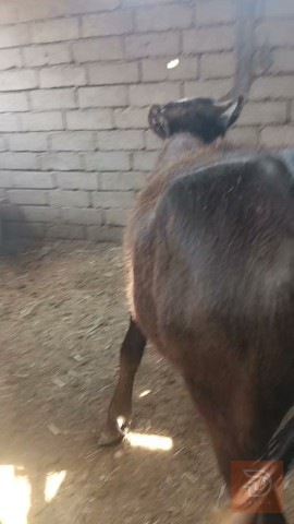 حشاوي اربعة عدد - نوعية جيدة للبيع في البصرة