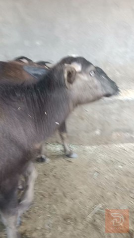 حشاوي اربعة عدد - نوعية جيدة للبيع في البصرة