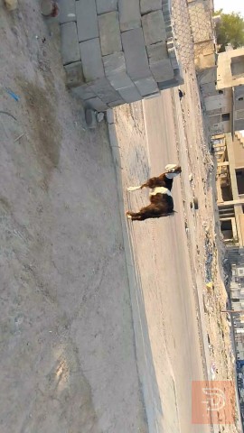 صخلة يفره صحية وسمينة مستعمل للبيع في البصرة